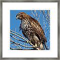 Red-tailed Hawk Watching The Ducks Framed Print