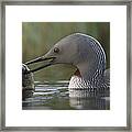 Red-throated Loon With Fish Alaska Framed Print