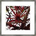Red Tree Spiders Framed Print