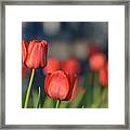 Red Tuips Framed Print