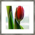 Red Tulip Day 1 Framed Print