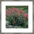 Red Valerian Flowers (centranthus Ruber) Framed Print