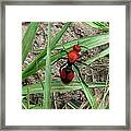 Red Velvet Ant Framed Print