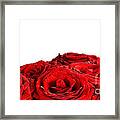 Red Wet Roses Flowers Isolated On White Background Framed Print