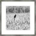 Red-wing Singing In The Marsh Framed Print