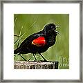 Red-winged Blackbird Singing Framed Print