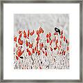 Red-winged Blackbird Framed Print