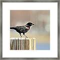 Red Winged Blackbird Framed Print