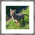 Red Wolf Pup Framed Print
