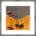 Red Wood Ants Framed Print