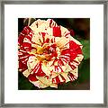 Red Yellow Rose Framed Print