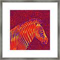 Red Zebra Framed Print