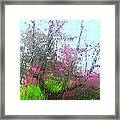 Redbud Trees Framed Print