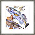 Redfish Trout Framed Print