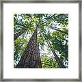 Redwood Forest Framed Print