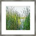 Reeds And River Framed Print