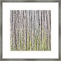 Reeds Background Framed Print