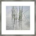 Reeds In A Shallow Lake Framed Print