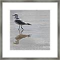 Reflective Seagull Framed Print