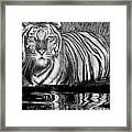 Reflective Tiger Framed Print