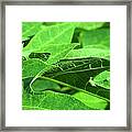 Tropical Green Sea Of Papaya Leaves Framed Print