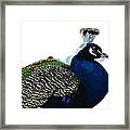 Regal Peacock Framed Print