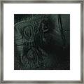 Relaxing Silver Back Gorilla At The Buffalo Zoo Framed Print