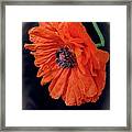 Remembrance Day Poppy Framed Print