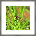 Resplendent Red Framed Print