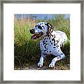 Rest In The Grass. Kokkie. Dalmatian Dog Framed Print