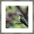 Resting Between Rounds Framed Print