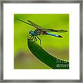 Resting Dragonfly Framed Print