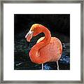 Resting Flamingo Framed Print