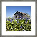 Resting In A Field Of Blue Framed Print