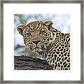 Resting Leopard Okavango Delta Botswana Framed Print