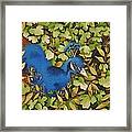 Resting Peacock Framed Print