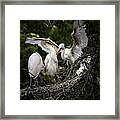 Restless Teenage Egrets Framed Print