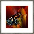 Reticulated Poison Frog Framed Print