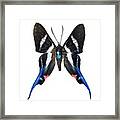 Rhetus Arcius Butterfly Framed Print