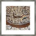 Rhino Wall Platter Framed Print