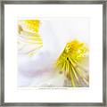 Rhodendron 'walter Maynard' - Spring Flowers Framed Print