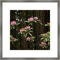 Rhododendron Flowers And Redwood Trees Framed Print