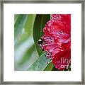 Rhododendron With Bumblebee Framed Print