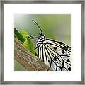 Rice Paper Butterfly Framed Print