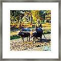 Ricefield Plowing Framed Print