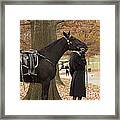 Riderless Horse Framed Print