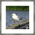 Ring-billed Gull Framed Print