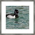 Ring-necked Duck Framed Print