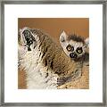 Ring-tailed Lemur And  Baby Madagascar Framed Print