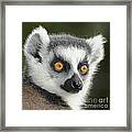 Ring-tailed Lemur Madagascar 5 Framed Print